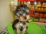 Adorable Cute Teacup Yorkie Puppies For Adoption contact via (sherlbyc